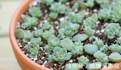 再便宜也不要买！摘几片叶子，就能叶插一整盆！