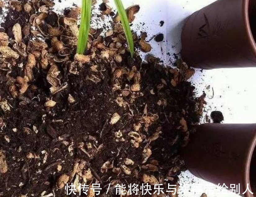 家里“3种”垃圾别扔撒花盆一点,根壮叶绿,呼呼开花!