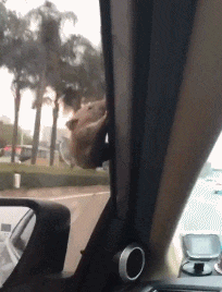 |搞笑GIF:好了 表演结束了 同学们都辛苦了