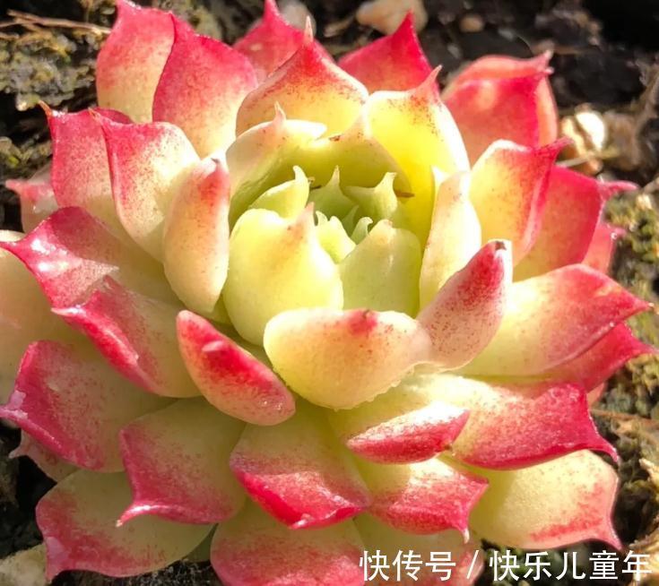 介壳虫|多肉植物四季养护简书，新手篇