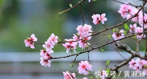 黄庭坚@杨万里的一首七律,开篇不吝赞美之词,结尾更是富有理趣