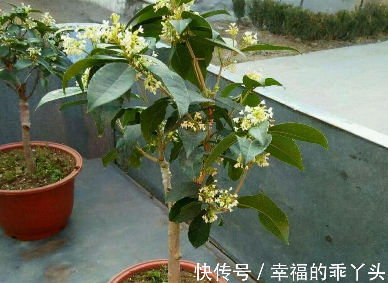 门前栽桂花长成“贵人树”