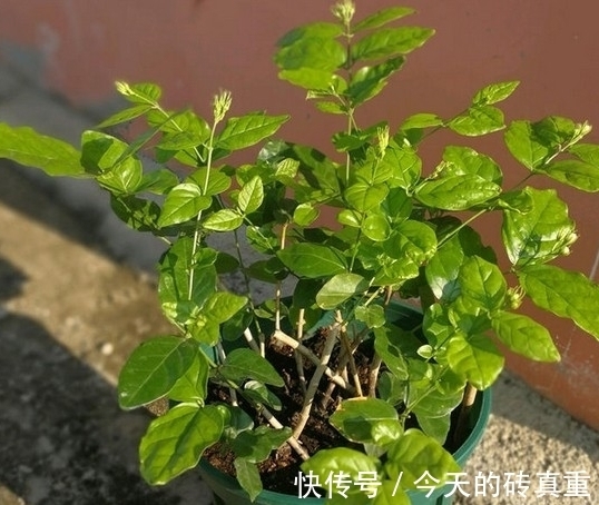 茉莉花黄叶怎么办,找准原因简单一步,叶片绿油油