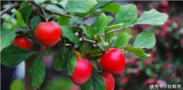 盆景欣赏:果红叶翠的金弹子就该这么玩,给你一种不一样的风格!