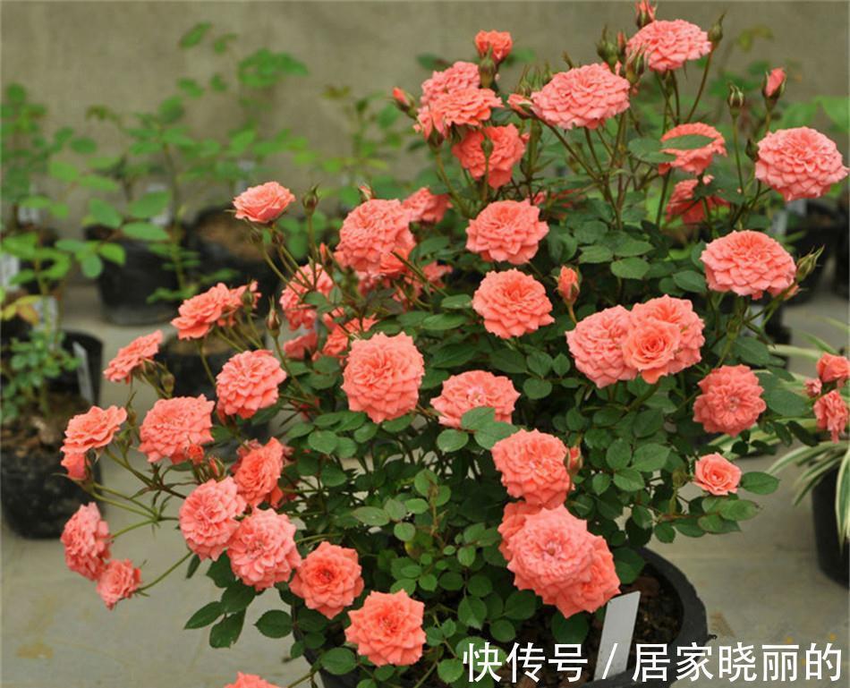 这5种盆栽，不止有观赏价值，还能食用药用，好养又漂亮