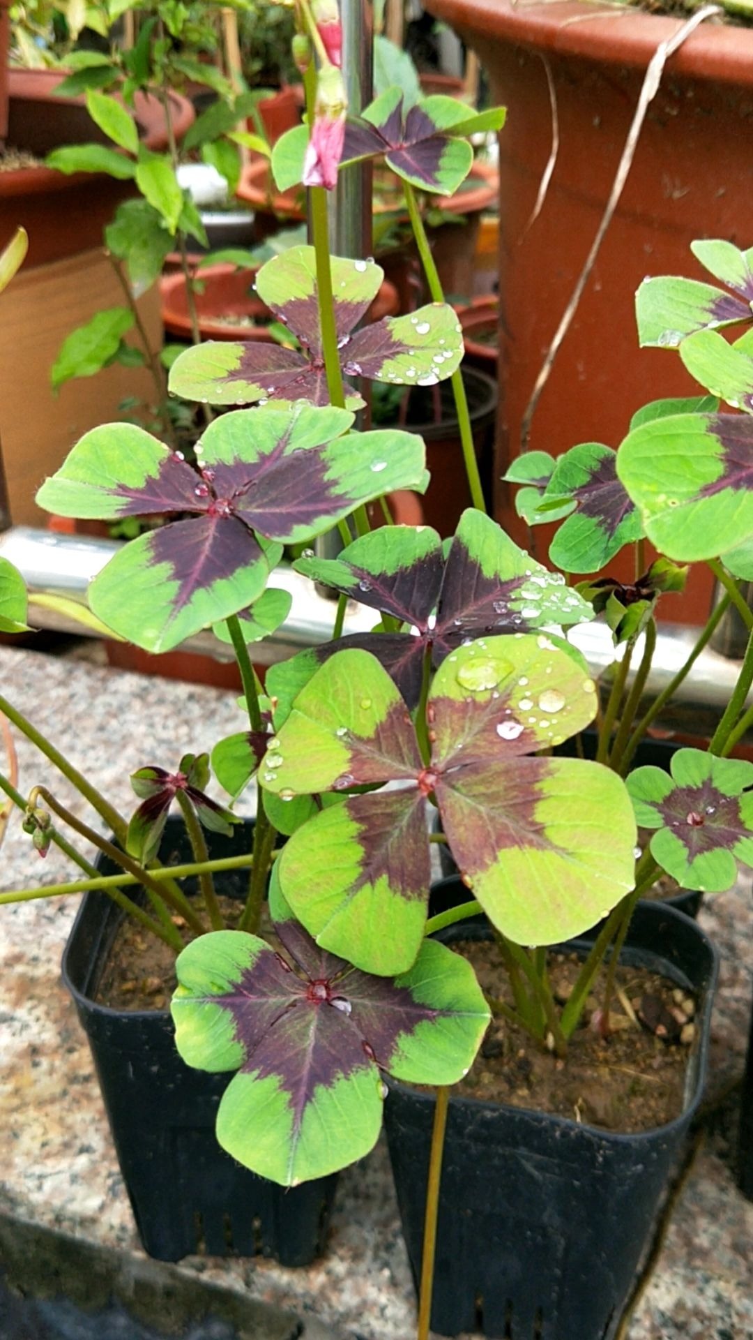 叶子花颜值也很高,叶子花纹像油画,耐阴好养