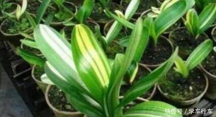 养花就浇“1种水”，盆土不板结，叶绿花还多，比施肥强得多！