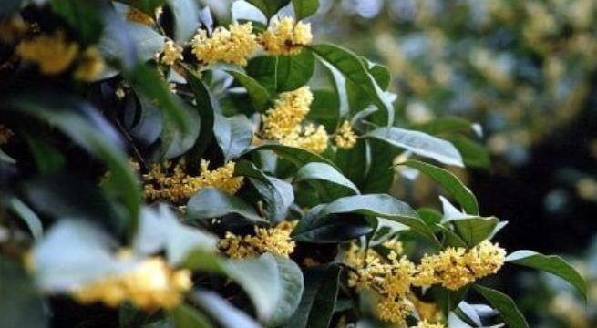 老中医都喜欢的4种花,人养花,花也“养人”,新手也能轻松驾驭