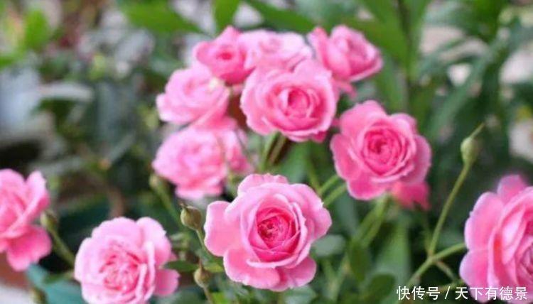 最美的5种花,谁见了都喜欢,美不胜收,入手不后悔