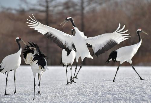 法国国鸟是雄鸡,美国国鸟是鹰,中国的国鸟