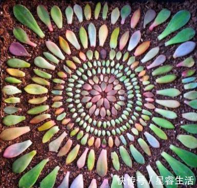 多肉叶插有“新招”，生根成活快，再也不化水，养出状态美美的