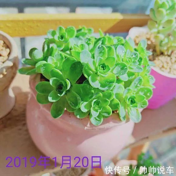 外出1个月没人管,回家发现多肉反而爆了盆,太强悍!