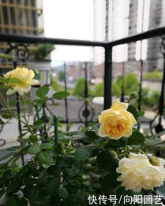 农村最常见的3种肥料，教你学会“堆肥”，立春后就能使用了