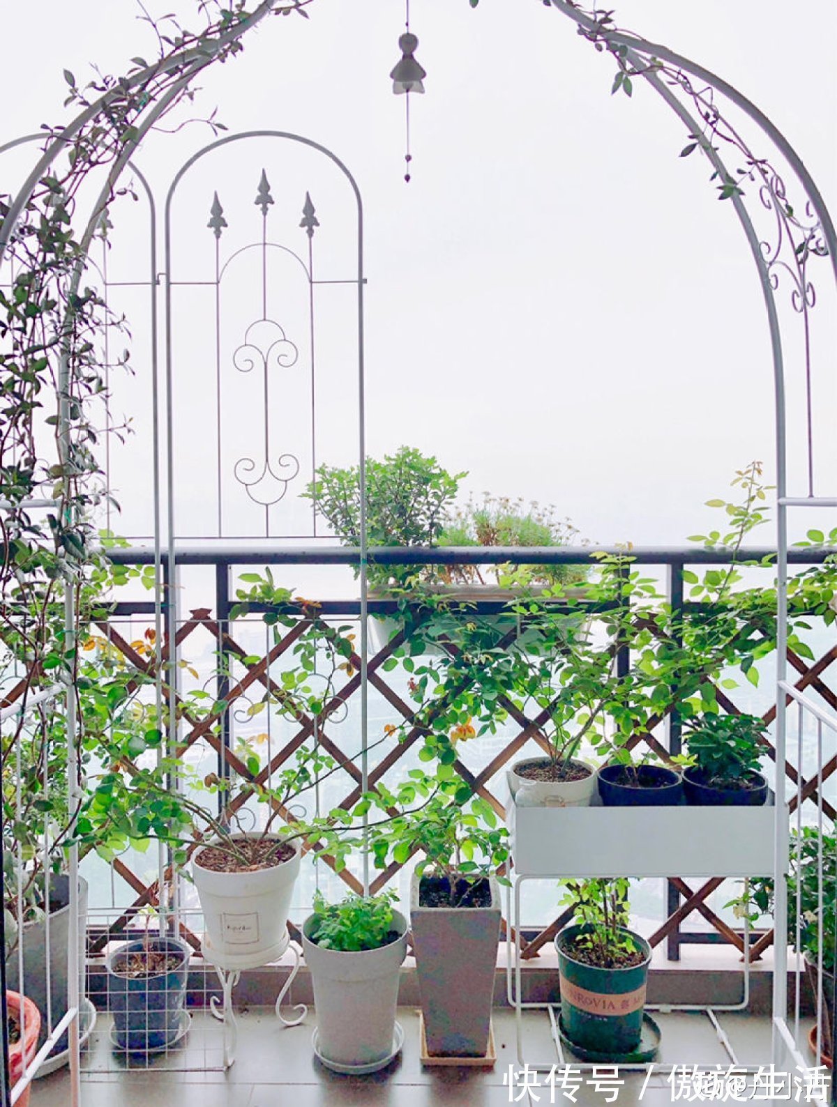 多菌灵|养花一定要知道的事!掌握正确通风方法,家里植物长得好