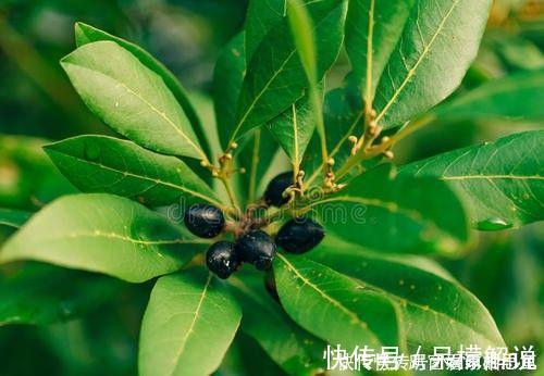 香叶是月桂树的叶子吗