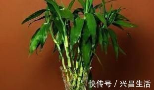 叶子|水培富贵竹,“用水”很关键,做好根系棒,叶子油绿“蹭蹭长”
