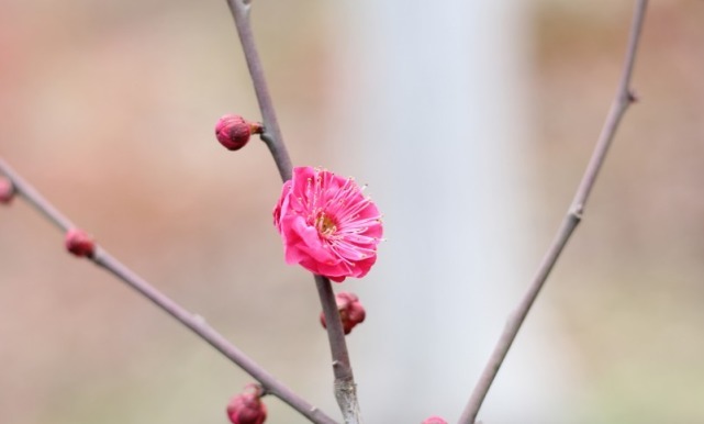 桃花运|1月6日-1月27日,赚得荷包鼓鼓,大运扎堆,财富堆成山的4大生肖