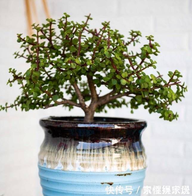 枝条|两种皮实好养的绿植,易扦插,姿态优美,变老桩盆景