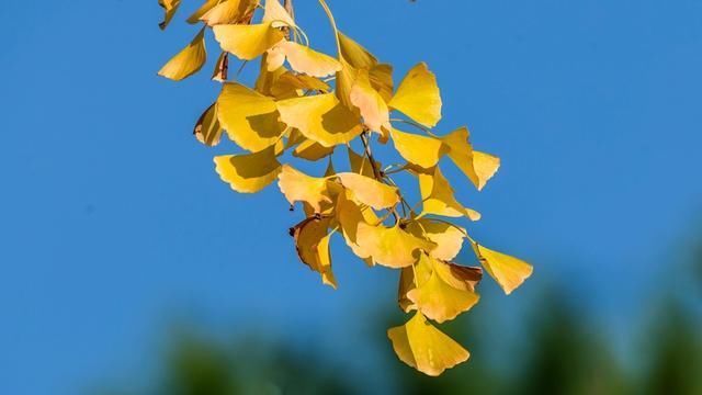 七夕$留白诗14首枝头白露频侵骨,梦里青春已隔尘