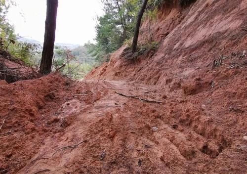 兰花可以用土来栽种吗？可以！但要分清三种两大类