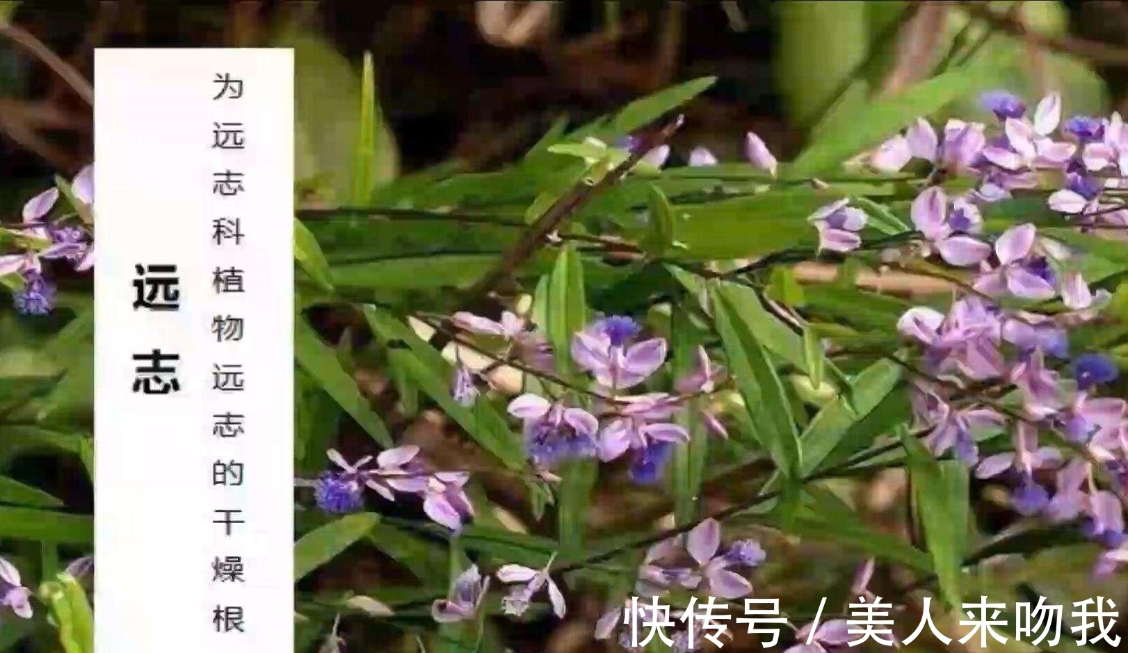远志|农村一种常见的植物,别名还叫细草,光棍茶,是值钱的药材