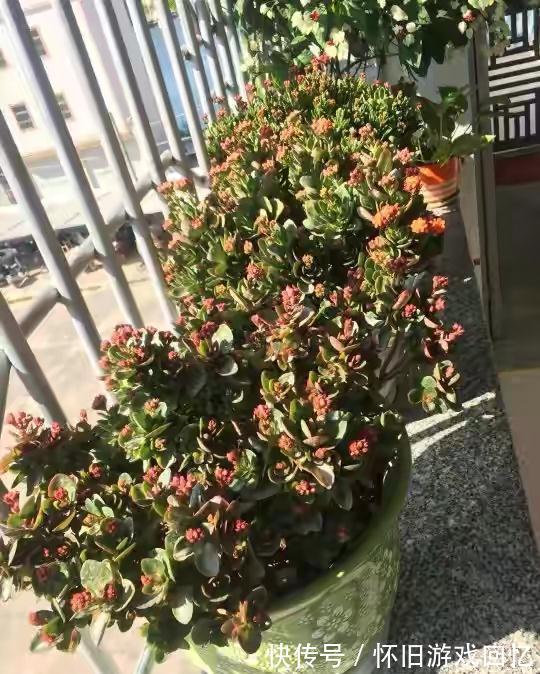 光照|长寿花打花苞了,注意4点,不消苞,不落蕾,花期长