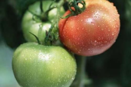 身体健康|不建议经常吃的6种蔬菜,不妨对照一下,看看你吃对了吗?