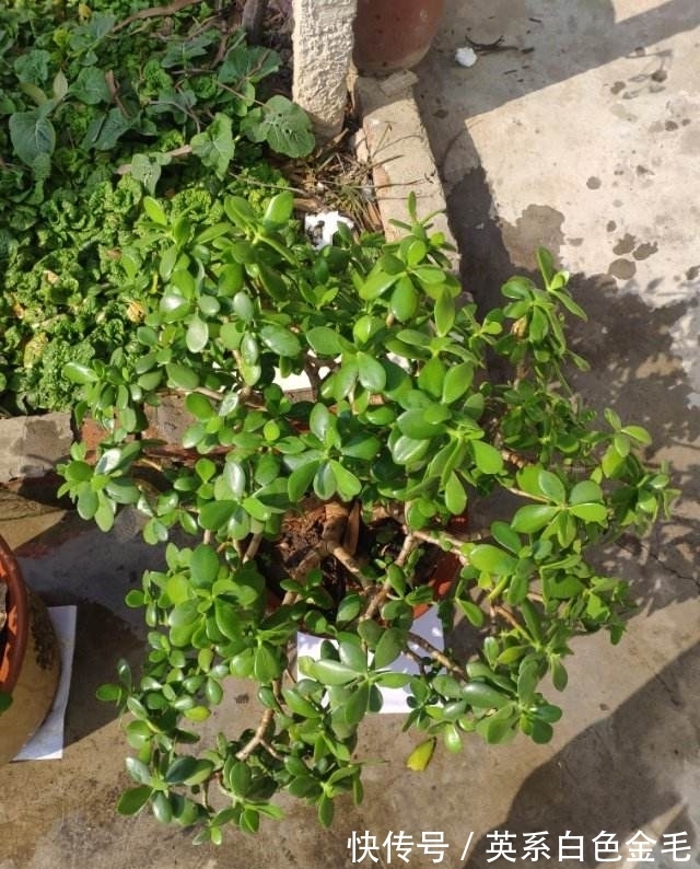 3种花就得用小盆“挤着养”,盆小水少,反而长得旺盛