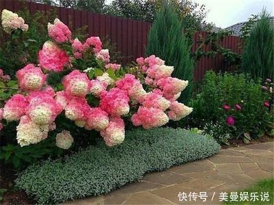 花球|5种花最怕晒,天天不见光,开花却火爆,一朵一朵炸花球