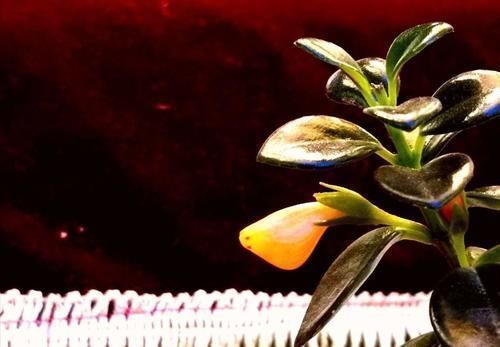 阳台|3种喜阴花，搁在北阳台，少晒太阳，少管它，枝繁叶茂开满花