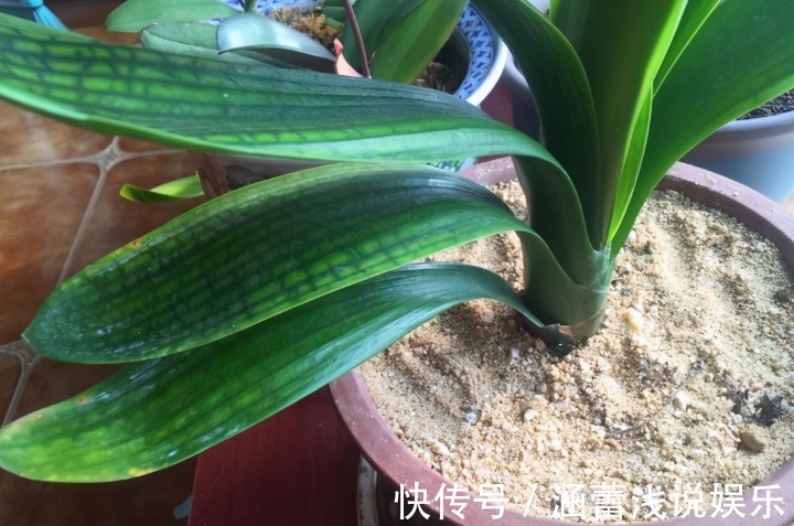 生根|为什么说河沙养花厉害?因为有3大妙用!