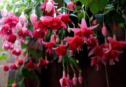 家养4种花，花朵大如拳、花量多“3倍”，一开就成“大花盆”