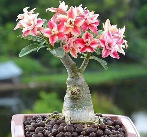 玉麒麟|3种懒人花,虽其貌不扬,但养起来真省心,少浇水挤一挤长得旺!