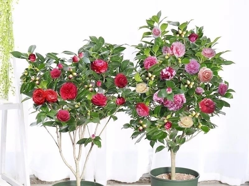 家养六种花,个个都是“醋坛子”,隔几天喝一点醋,叶子绿油油的,越长越旺盛