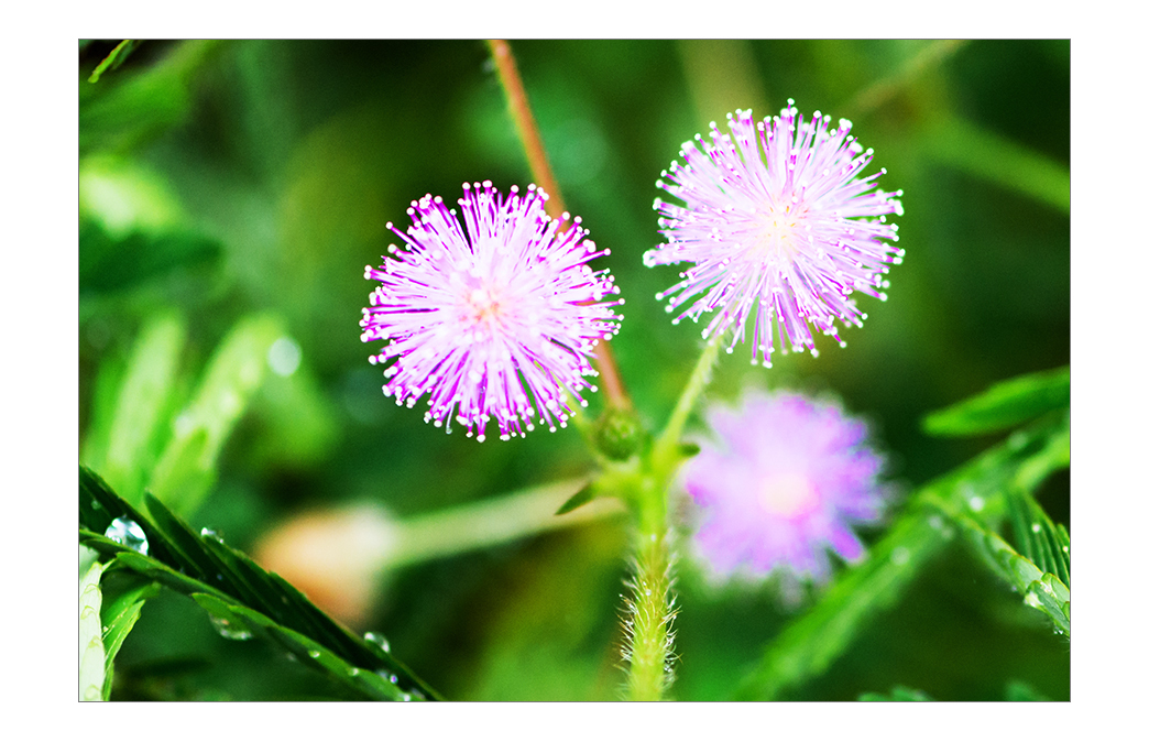 家里有老年人，不适合养4种绿植，很多人都不了解，赶紧学习一下