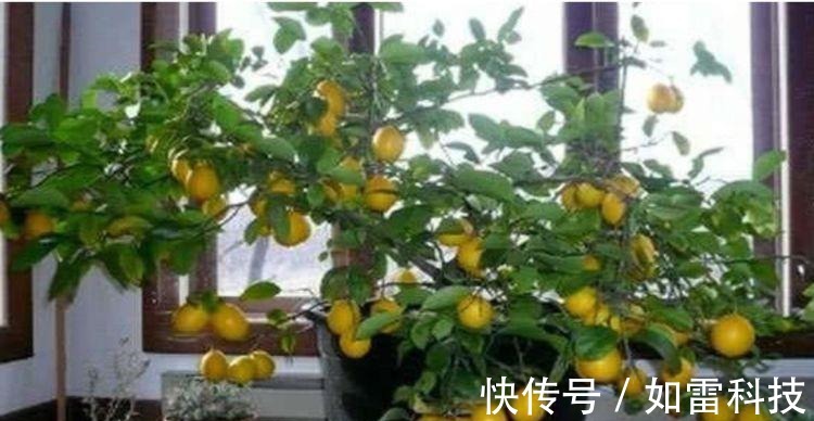 客厅养上4种花,四季常青,寓意好,招财进宝,懒人最爱