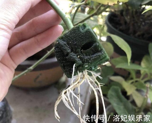 扦插|夏天还买花5种花枝条“折1根”，扔花盆里，萌发“小根系”
