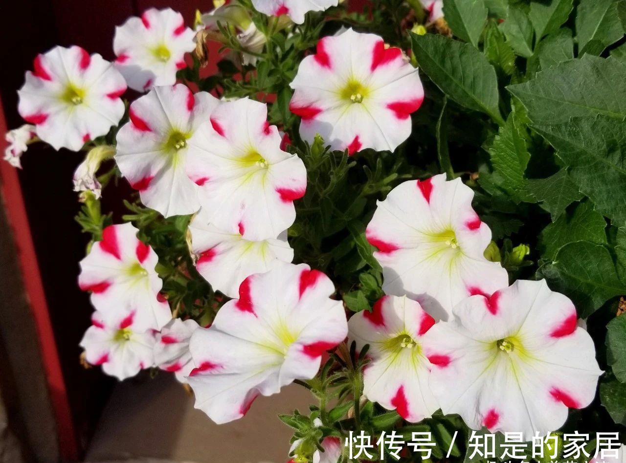 盆栽|养盆栽矮牵牛的时候掌握这几点，可以避免病虫害滋生