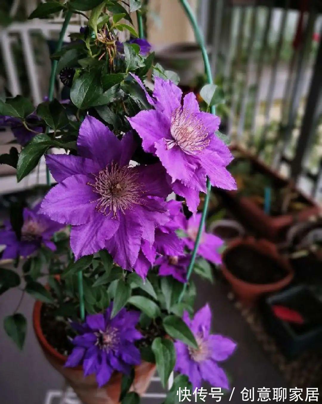 花园三宝|出了名的“花园三宝”,能养好的,绝对是高手