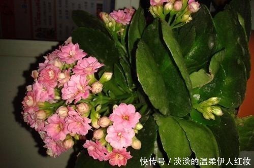 长寿花|夏季长寿花黑腐现象严重，“反着”来养，养出更多侧芽更容易爆盆