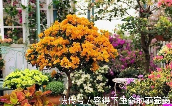 她在院里养了一种花，3年之后美如画，见到的人都说像仙境！