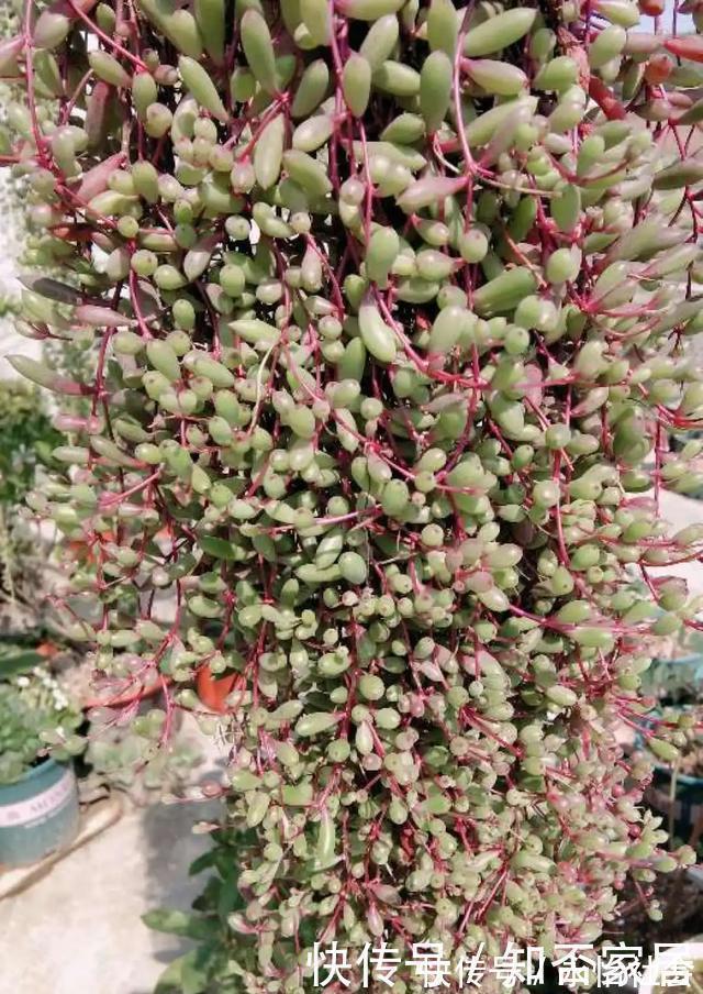 养花技巧：折腾不死的25种花，咋养都爆盆，懒人最适合