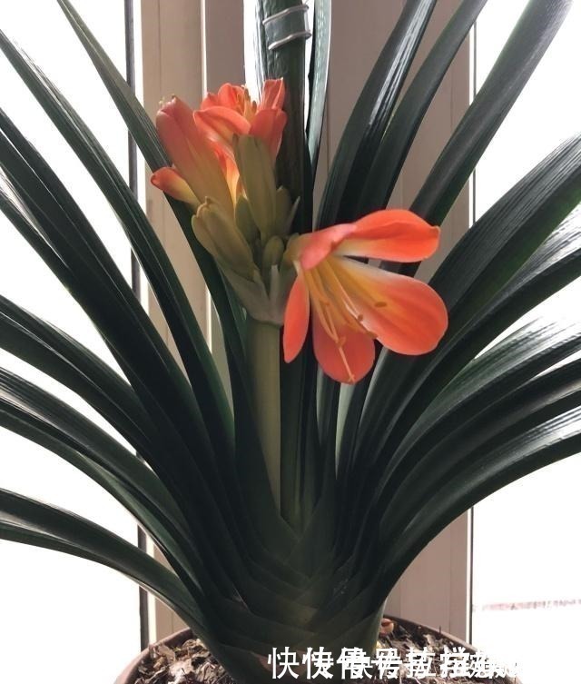 土壤|想要君子兰长得好长得快，这4点一定要做足“功课”，不然长不好！