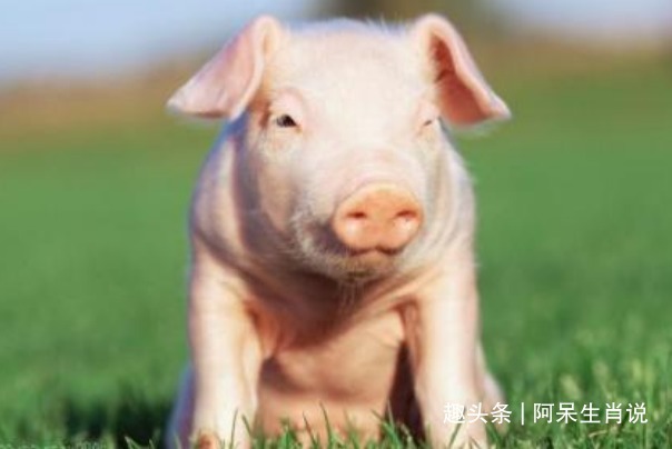 命中贵人|生肖猪2021年谁是你的超级贵人遇到要珍惜,助你事业谷底翻身