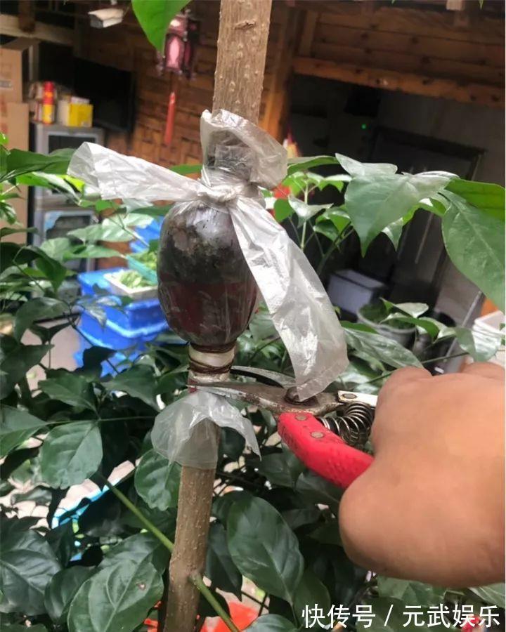 压条|养花技巧:给花切个小口子,埋土里100%生根,根本不用扦插!
