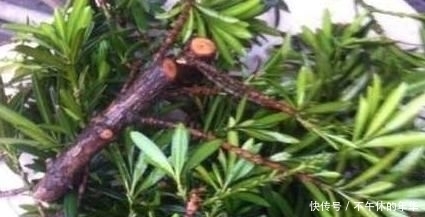 昂贵|养这“昂贵盆景”不花钱,折1根枝“插”土里,15天生根,长势猛
