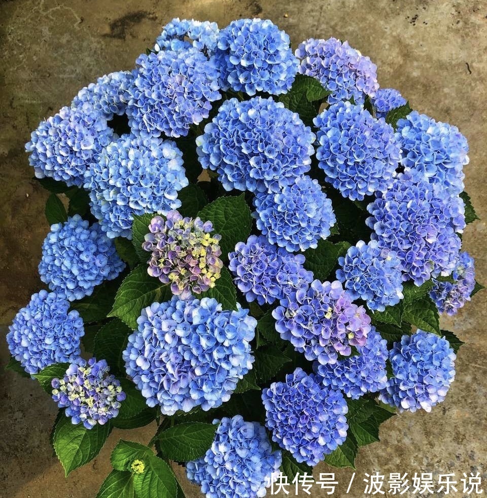 基部|扦插“4种花”趁现在，错过又是大半年，剪根枝条，15天就生根