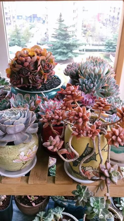 没有露台的家庭怎么养多肉？