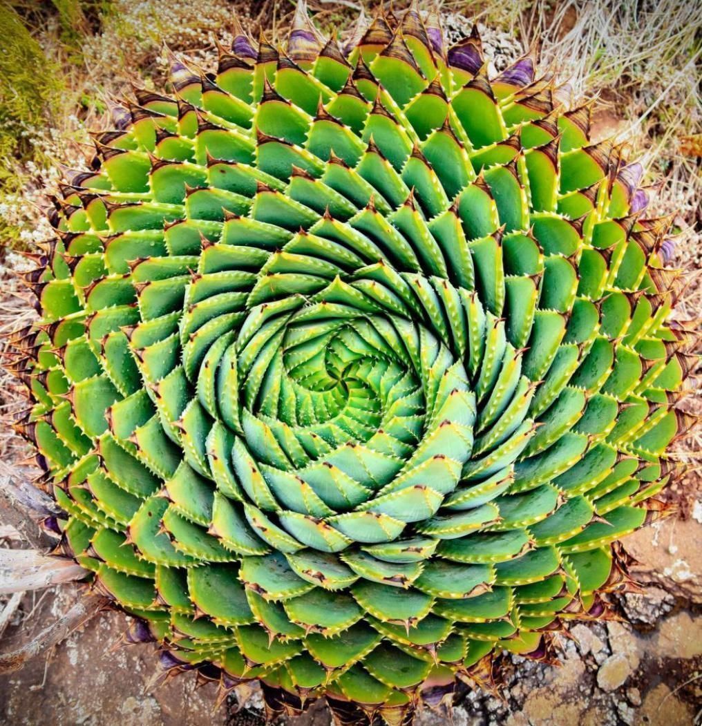 美丽的多肉植物美丽多彩的就像是来自另一个星球的产物