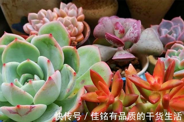 靠天吃饭多肉就会变美也不全是,有些多肉变美需要人工助力!